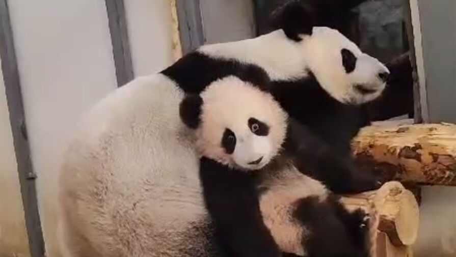 В Московском зоопарке рассказали, когда панда Катюша уедет в Китай